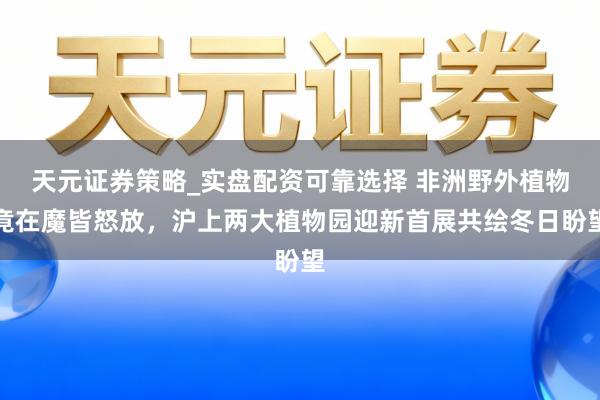 天元证券策略_实盘配资可靠选择 非洲野外植物竟在魔皆怒放，沪上两大植物园迎新首展共绘冬日盼望